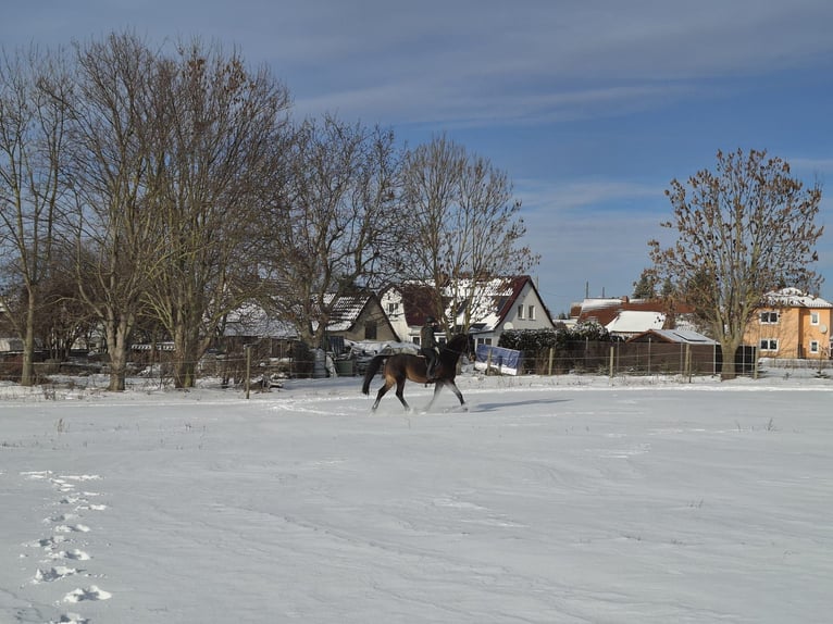 Holstein Gelding 15 years 17 hh Bay-Dark in Salzatal