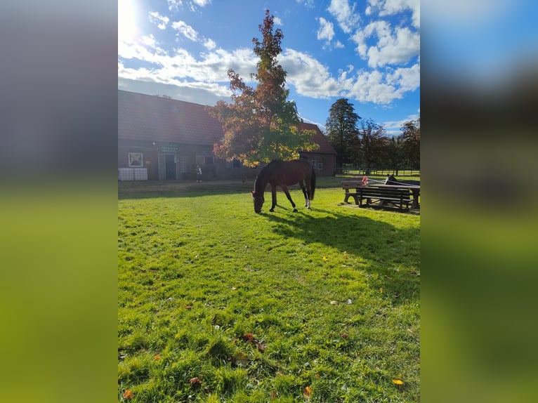 Holstein Gelding 15 years 17 hh Brown in Aurich EgelsAurich