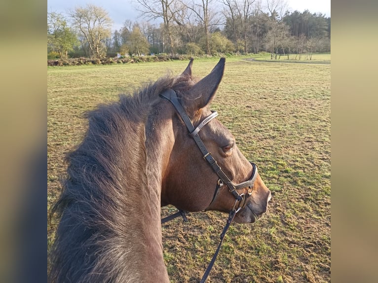 Holstein Gelding 15 years 17 hh Brown in Aurich EgelsAurich