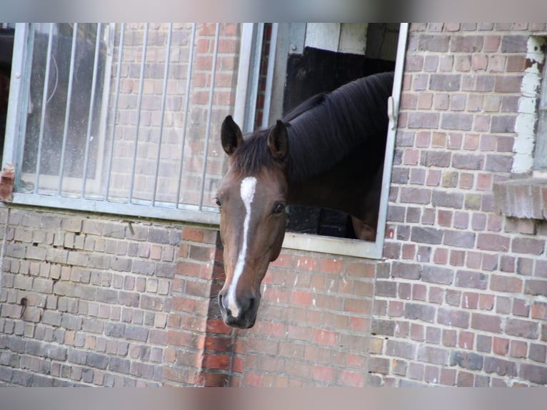 Holstein Gelding 15 years 17 hh Brown in Aurich EgelsAurich