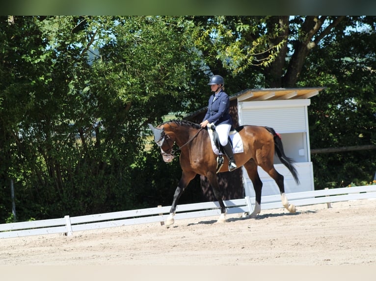 Holstein Gelding 15 years 17 hh Brown in Gilserberg
