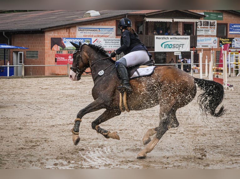 Holstein Gelding 15 years 17 hh Brown in Gilserberg