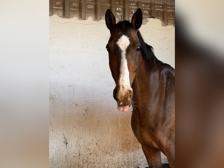 Holstein Gelding 15 years 17 hh Brown in Gilserberg