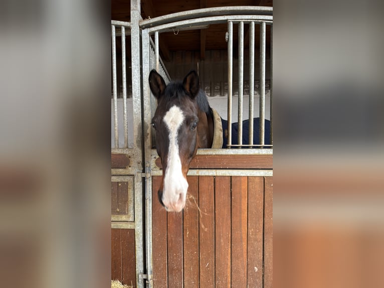 Holstein Gelding 15 years 17 hh Brown in Gilserberg
