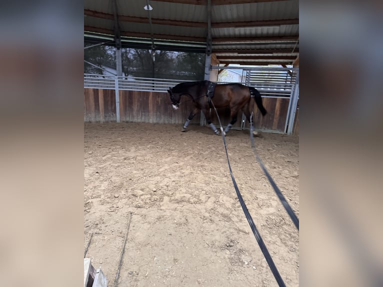 Holstein Gelding 15 years 17 hh Brown in Gilserberg