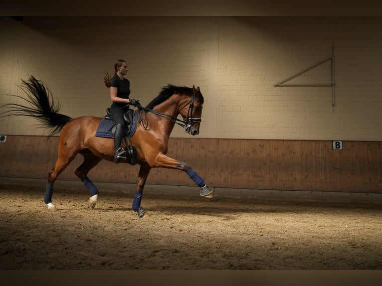 Holstein Gelding 15 years 17 hh Brown-Light in Neuss