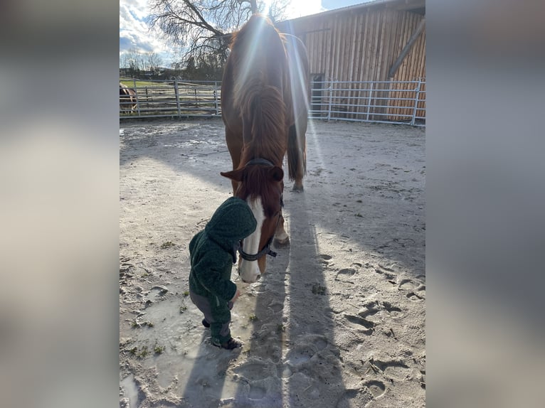 Holstein Gelding 15 years 17 hh Chestnut-Red in Untersiemau