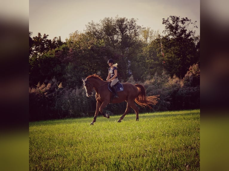 Holstein Gelding 15 years 17 hh Chestnut-Red in Untersiemau