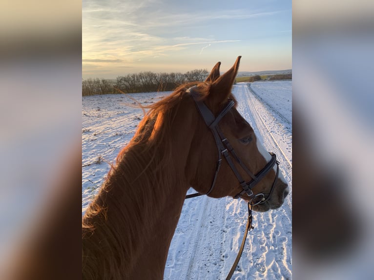 Holstein Gelding 15 years 17 hh Chestnut-Red in Untersiemau