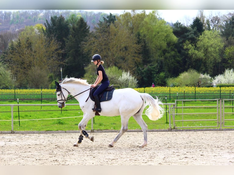 Holstein Gelding 15 years 17 hh Gray in Staufenberg