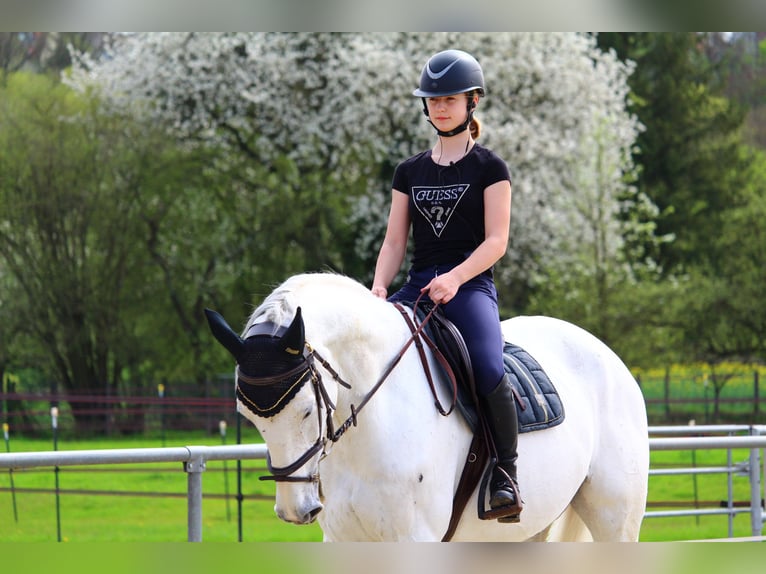 Holstein Gelding 15 years 17 hh Gray in Staufenberg