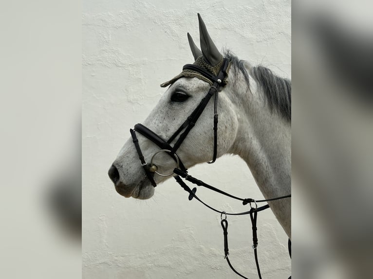 Holstein Gelding 15 years 17 hh Grey in Palma De Mallorca
