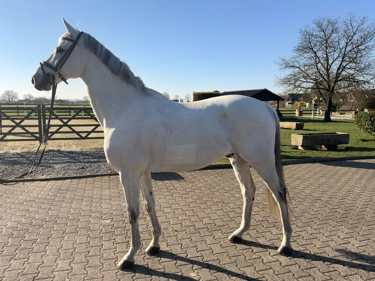 Holstein Gelding 15 years 17 hh Grey in Nordwalde