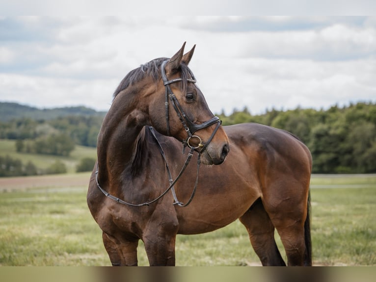 Holstein Gelding 15 years 17,1 hh Brown in Ellwangen (Jagst)