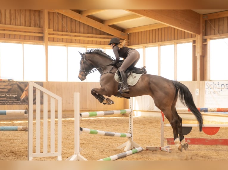 Holstein Gelding 15 years 17,1 hh Brown in Ellwangen (Jagst)