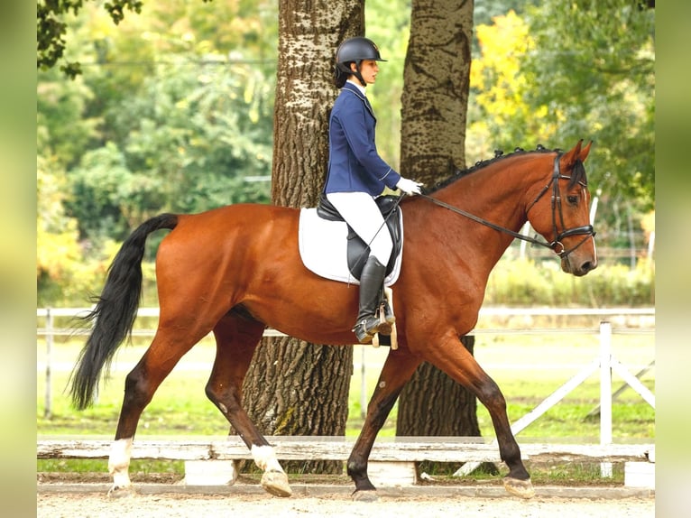 Holstein Gelding 15 years 17,2 hh Brown in Győr