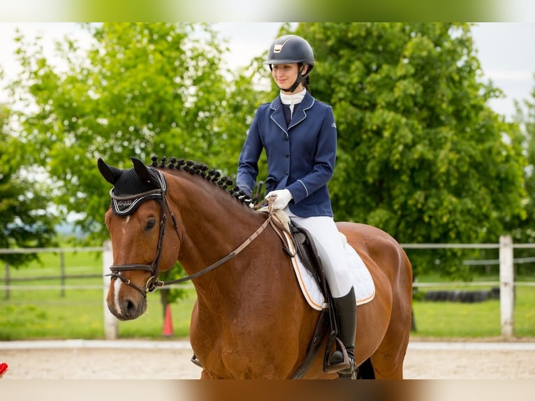 Holstein Gelding 15 years 17,2 hh Brown in Győr