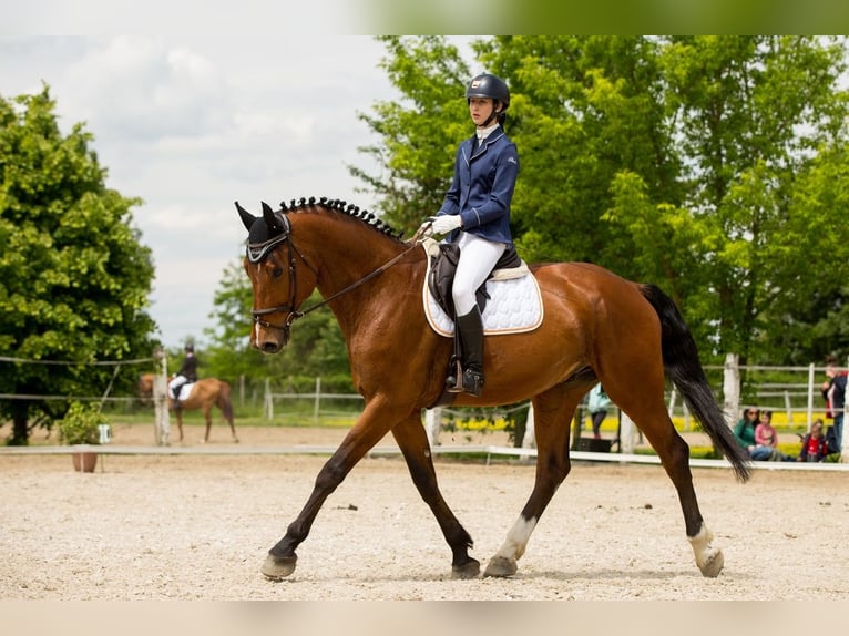 Holstein Gelding 15 years 17,2 hh Brown in Győr