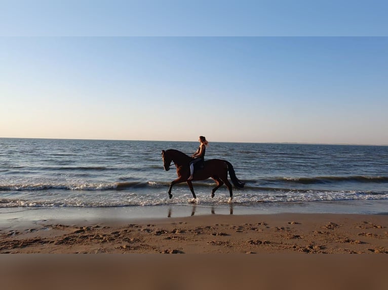 Holstein Gelding 15 years 17,2 hh Brown in Kaarst