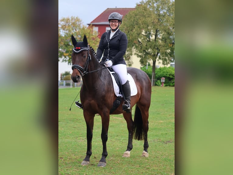 Holstein Gelding 16 years 15.2 hh Bay-Dark in Bad Wildungen