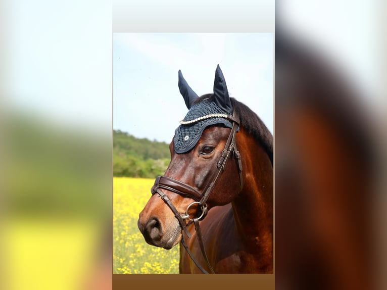 Holstein Gelding 16 years 15.2 hh Bay-Dark in Bad Wildungen