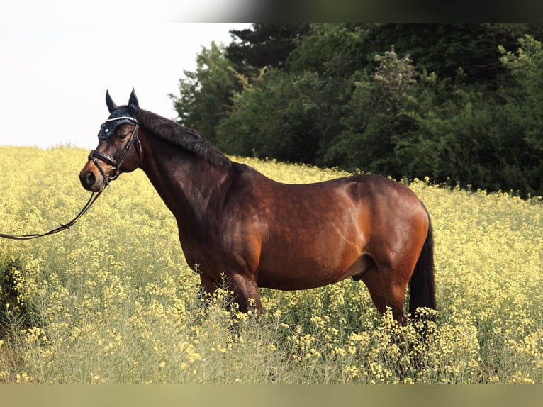 Holstein Gelding 16 years 15.2 hh Bay-Dark in Bad Wildungen