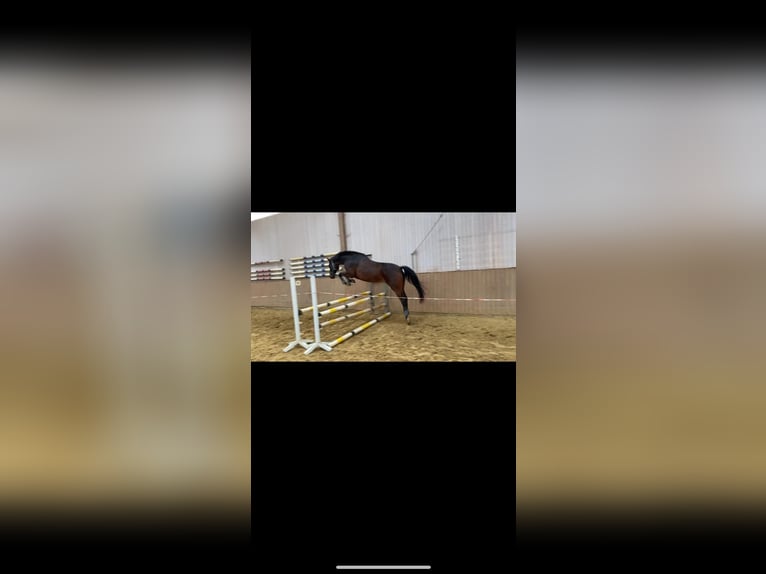 Holstein Gelding 16 years 15.2 hh Bay-Dark in Bad Wildungen