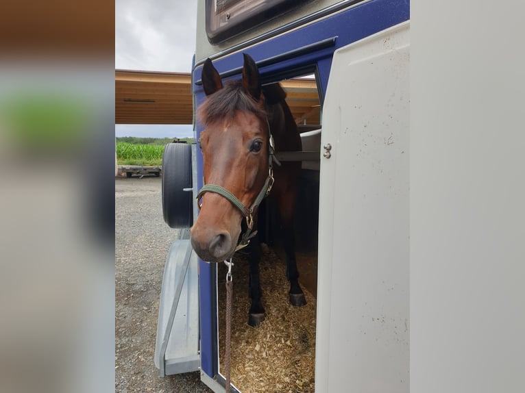 Holstein Gelding 16 years 15.2 hh Bay-Dark in Bad Wildungen