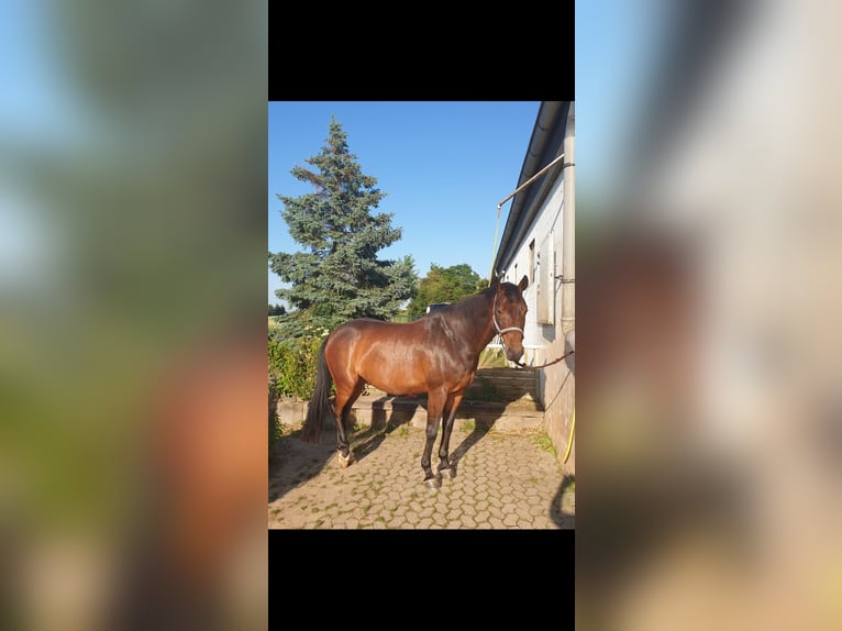 Holstein Gelding 16 years 15,2 hh Bay-Dark in Bad Wildungen