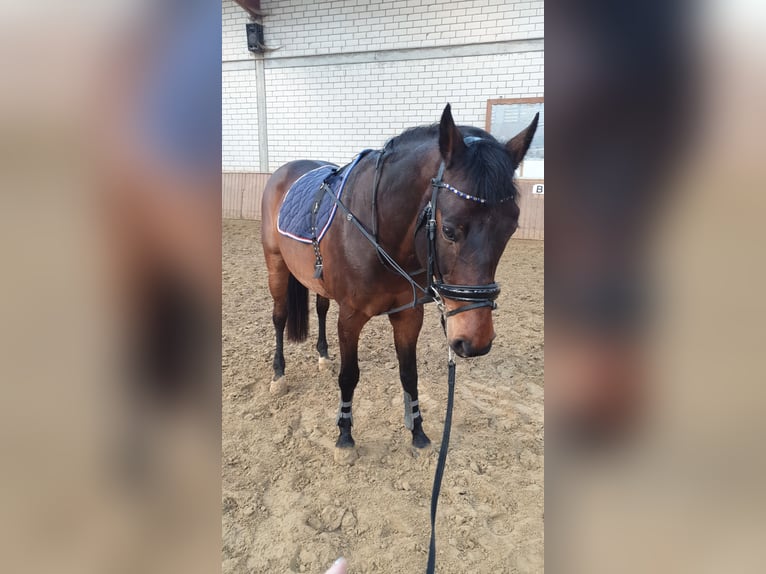 Holstein Gelding 16 years 15,2 hh Bay-Dark in Bad Wildungen