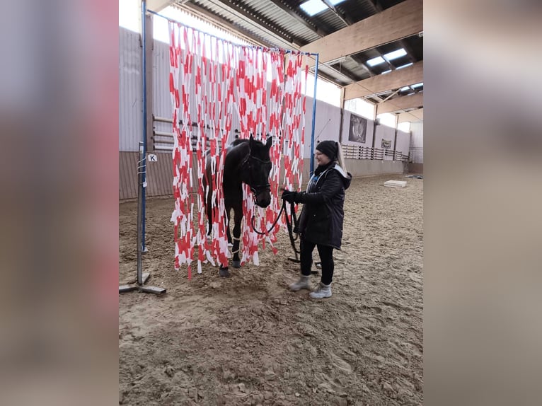 Holstein Gelding 16 years 15,2 hh Bay-Dark in Bad Wildungen