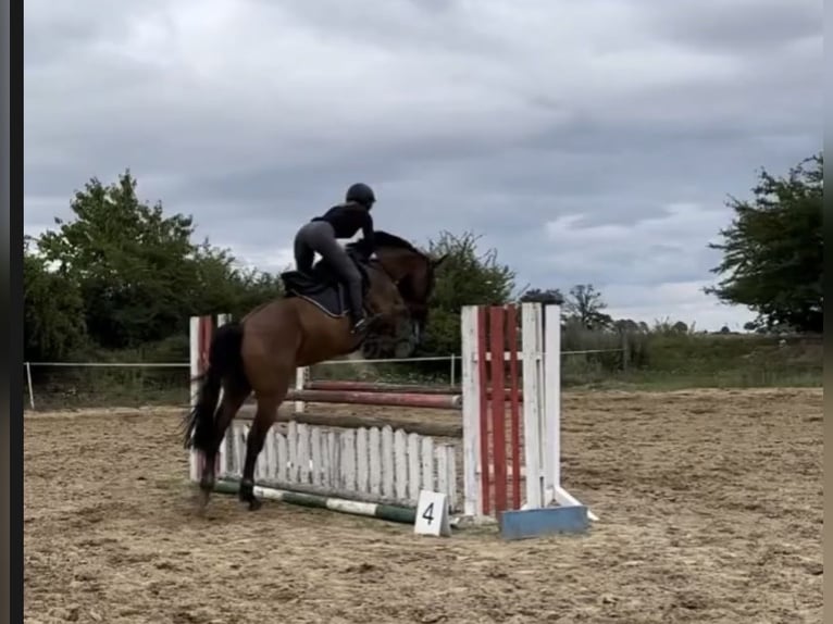 Holstein Gelding 16 years 16.1 hh Brown in Greifswald