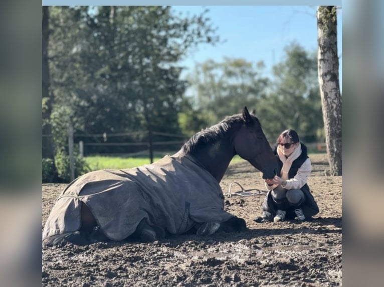 Holstein Gelding 16 years 16.1 hh Brown in Greifswald