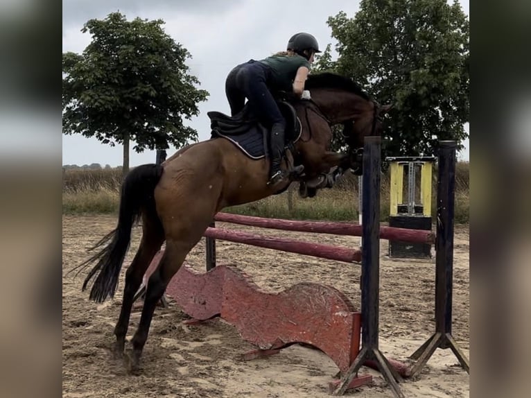 Holstein Gelding 16 years 16.1 hh Brown in Greifswald