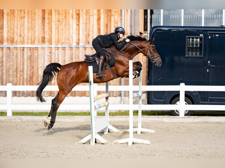 Holstein Gelding 16 years 16.1 hh Brown in Glandorf