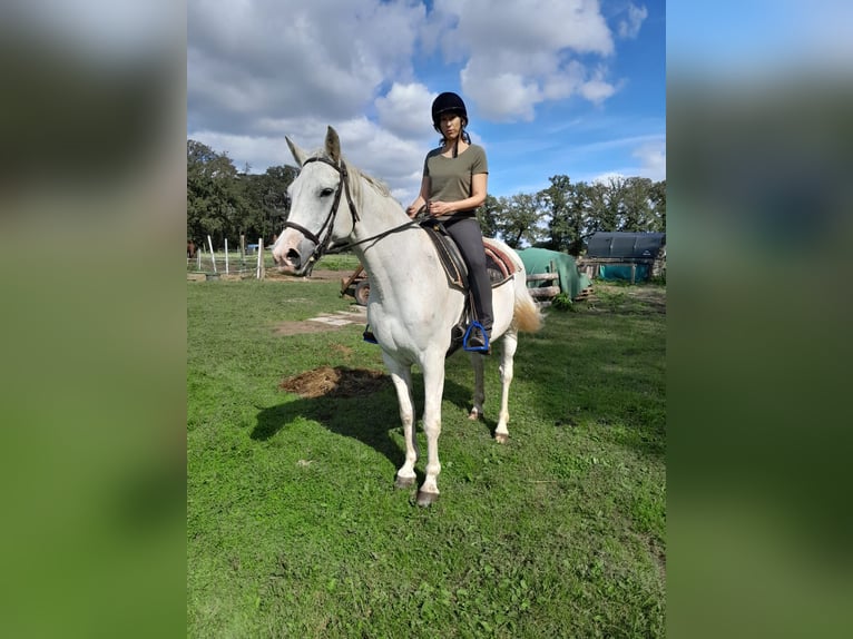 Holstein Gelding 16 years 16,1 hh Gray-Fleabitten in Neustadt am Rübenberge