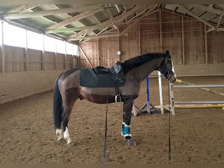 Holstein Gelding 16 years 16.2 hh Brown in Zarpen