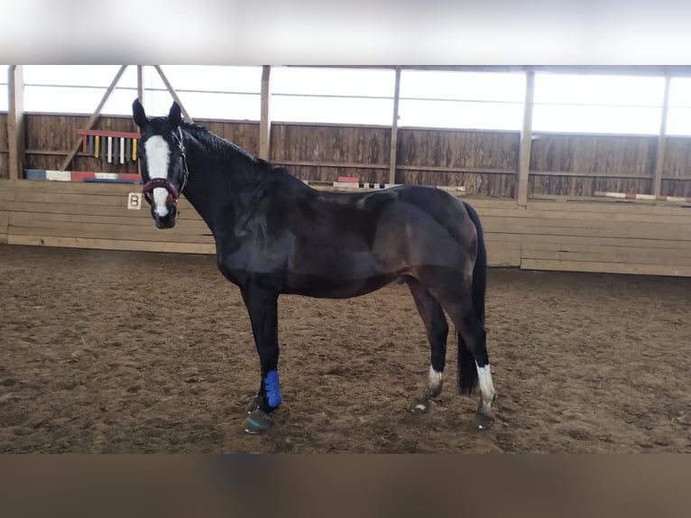 Holstein Gelding 16 years 16.2 hh Brown in Zarpen