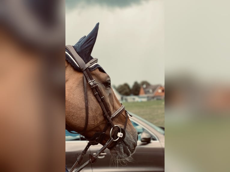 Holstein Gelding 16 years 16,2 hh Brown in Düsseldorf