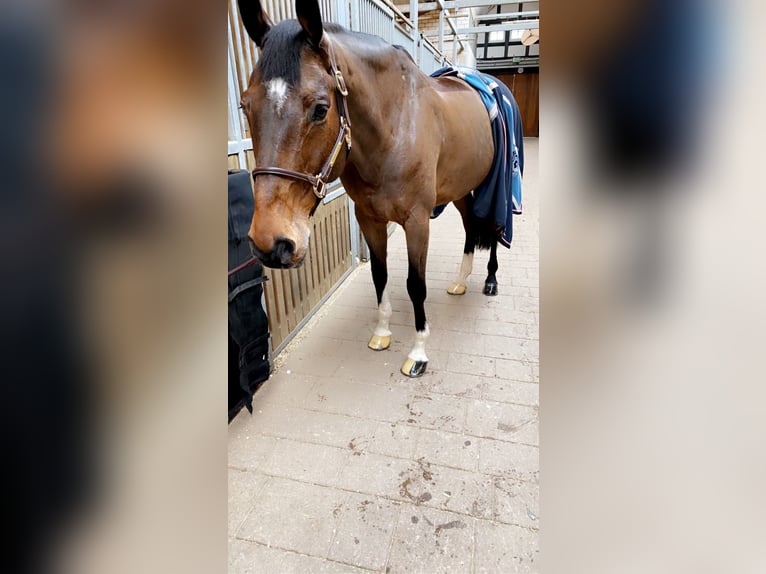 Holstein Gelding 16 years 16,2 hh Brown in Düsseldorf