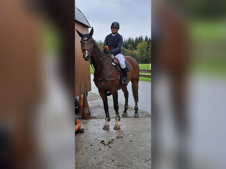 Holstein Gelding 16 years 16,2 hh Brown in Seehausen am StaffelseeMurnau