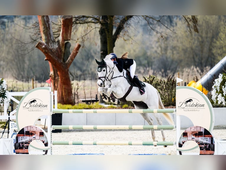 Holstein Gelding 16 years 16.2 hh Grey in Izabelin-Dziekanówek