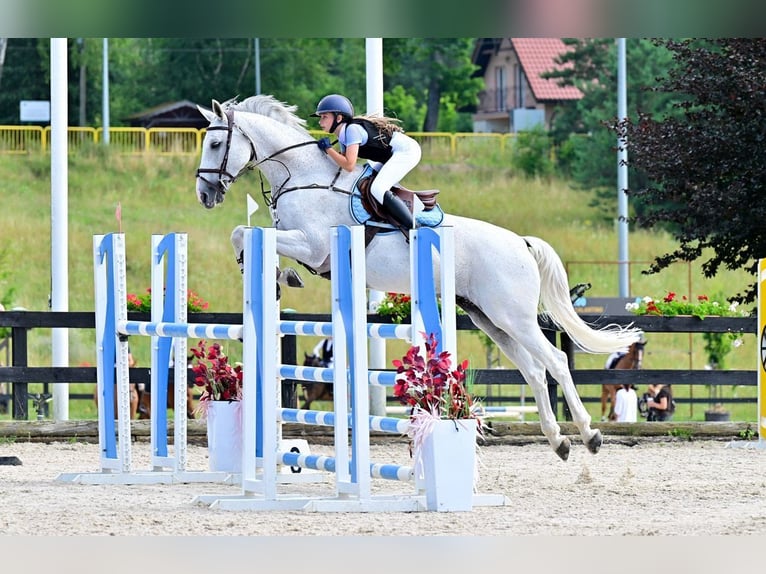 Holstein Gelding 16 years 16.2 hh Grey in Izabelin-Dziekanówek