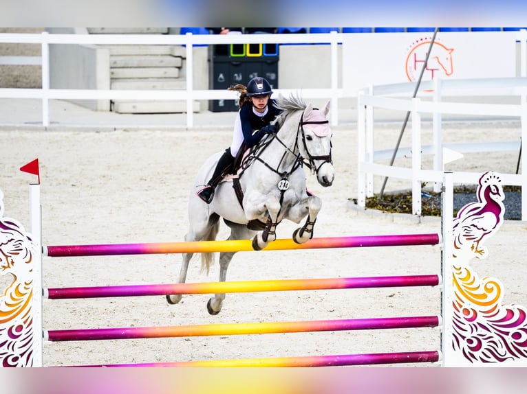 Holstein Gelding 16 years 16.2 hh Grey in Izabelin-Dziekanówek