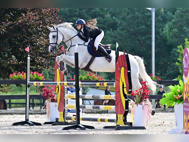 Holstein Gelding 16 years 16.2 hh Grey in Izabelin-Dziekanówek