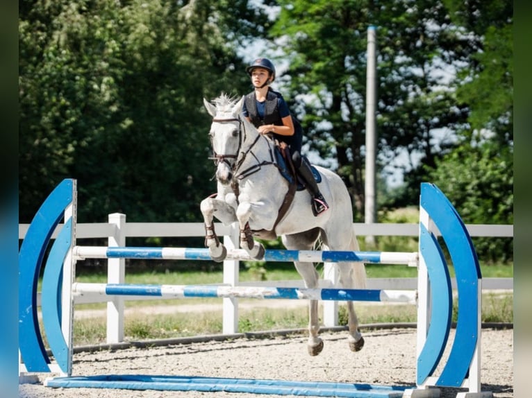 Holstein Gelding 16 years 16.2 hh Grey in Izabelin-Dziekanówek