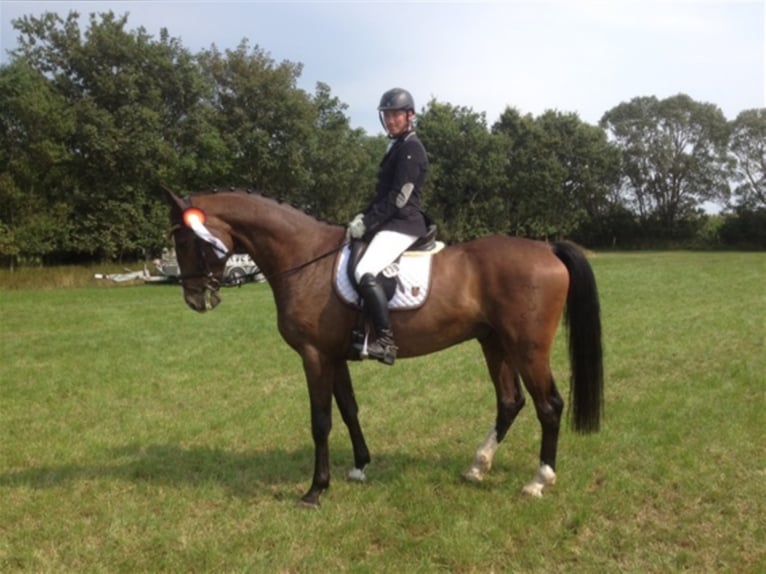 Holstein Gelding 16 years 16,3 hh Bay-Dark in tinglev