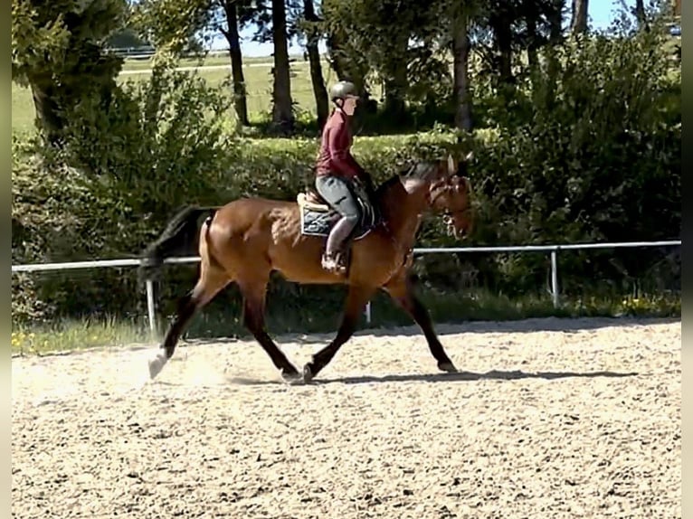 Holstein Gelding 16 years 16.3 hh Brown in Pelmberg