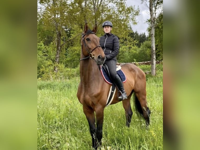 Holstein Gelding 16 years 16.3 hh Brown in Pelmberg