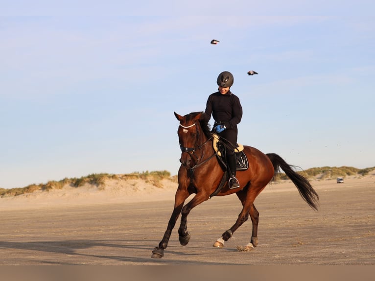 Holstein Gelding 16 years 16 hh Brown in Großenwiehe